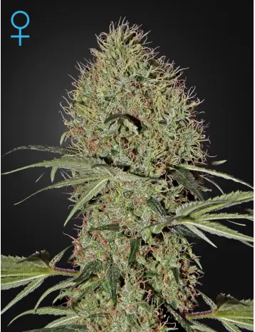 SUPER BUD AUTO GREEN HOUSE SEED