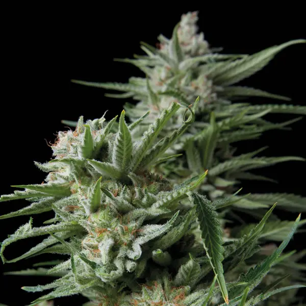 SWEET MADNESS TRIKOMA SEEDS FEM