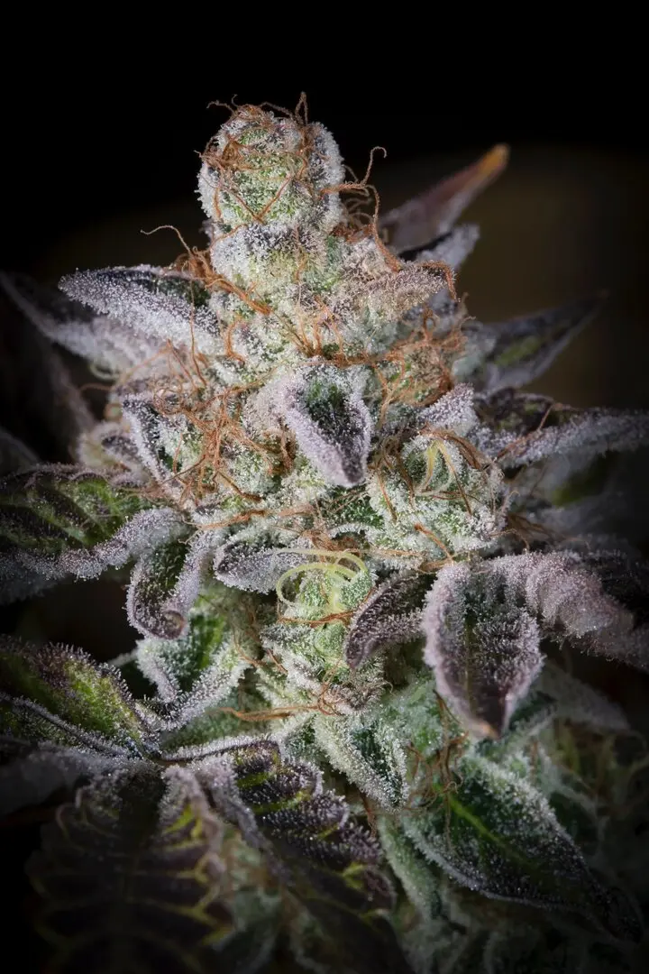 SWEETOPIA PARADISE SEEDS FEM