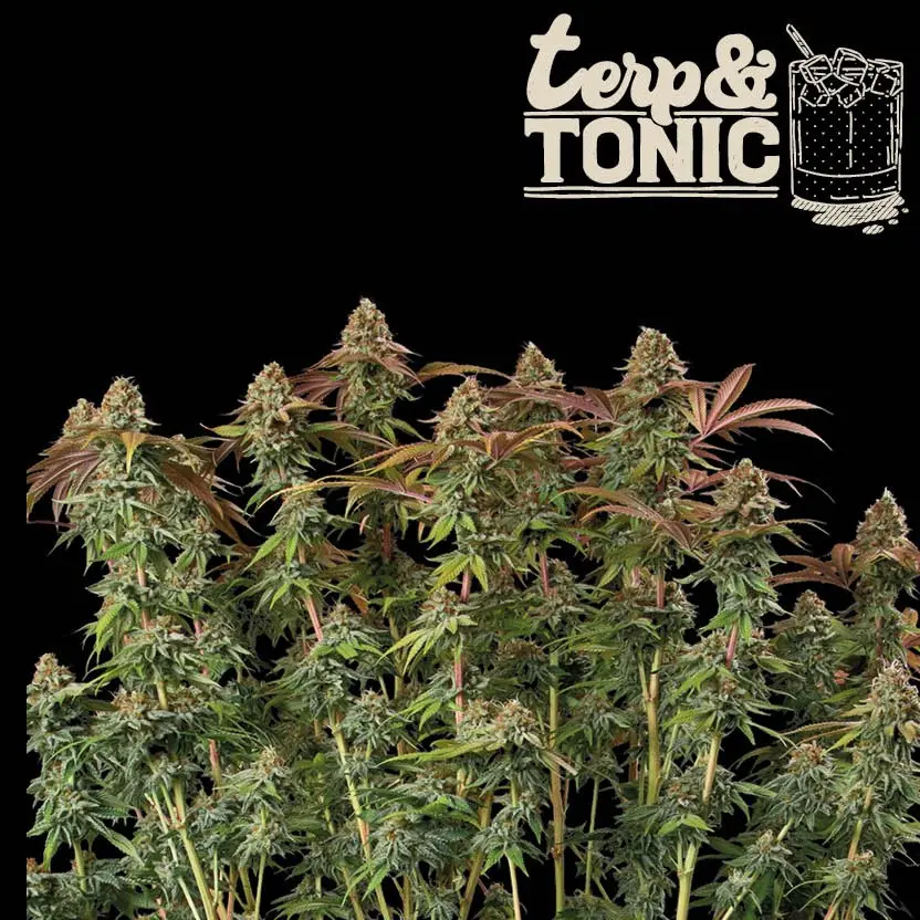 TERP & TONIC AUTO SEEDSTOCKERS