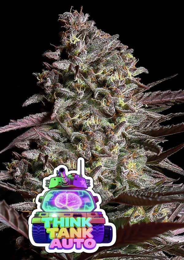 THINK TANK AUTO ANESIA SEEDS