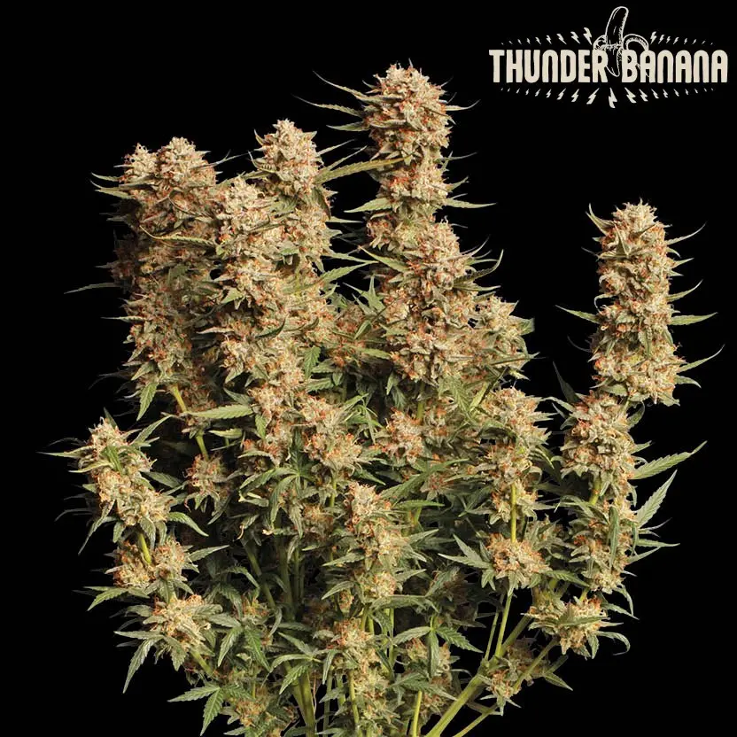 THUNDER BANANA AUTO SEEDSTOCKERS SUPERIOR