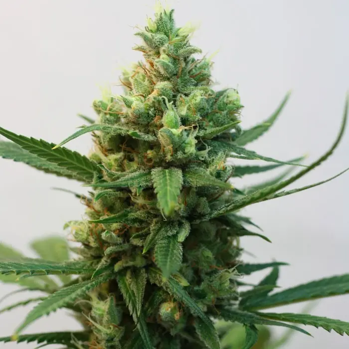 TOXIC FEM RIPPER SEEDS