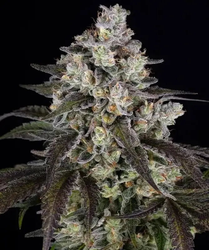 TRAINWRECK BARNEY'S FARM FEM