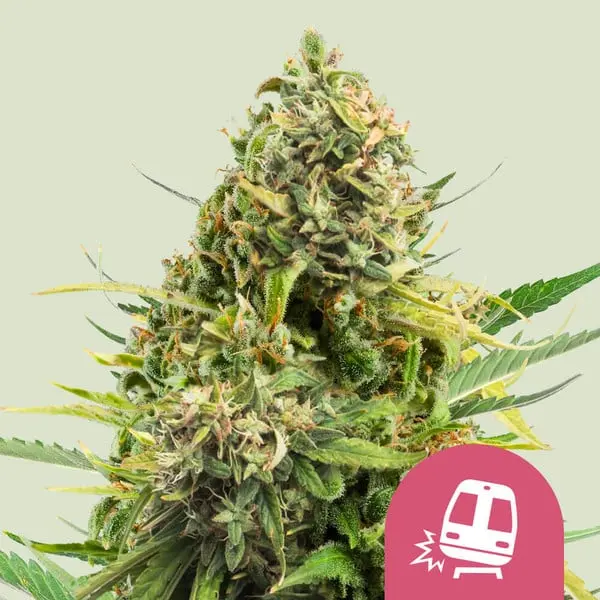 TRAINWRECK ROYAL QUEEN SEEDS