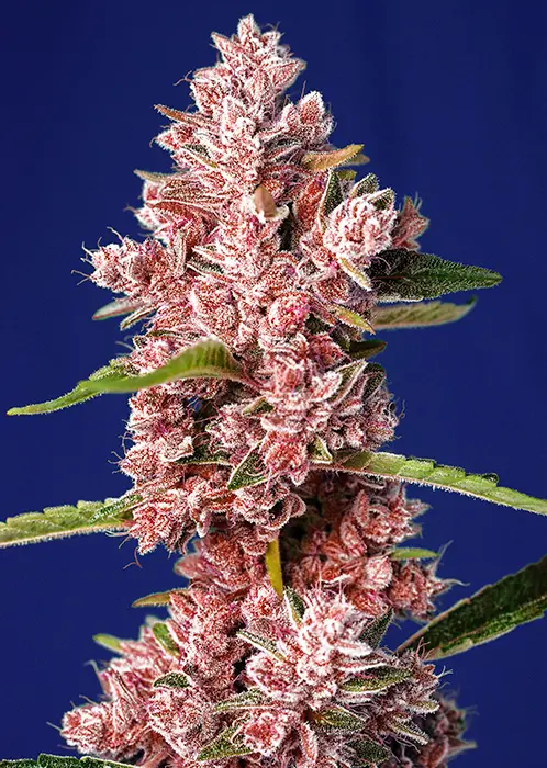 TROPICANNA POISON F1 FAST VERSION® SWEET SEEDS