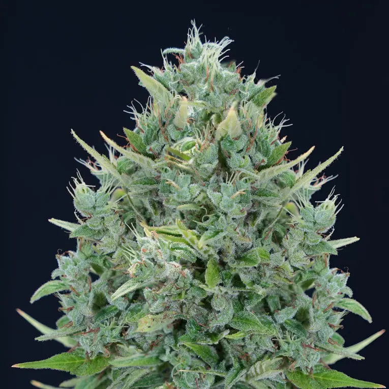 TXOMANGO AUTO GENEHTIK SEEDS