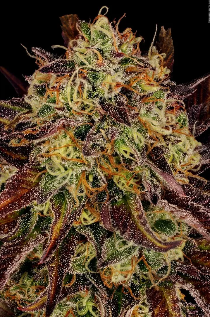 TANGERINE SORBET PARADISE SEEDS FEM