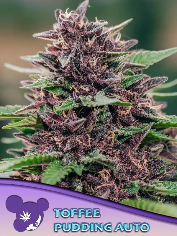 TOFFEE PUDDING AUTO ANESIA SEEDS