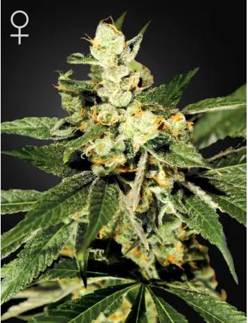 TRAIN WRECK GREEN HOUSE SEED FEM