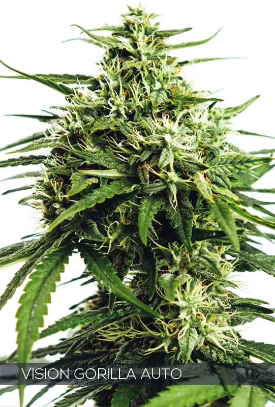 VISION GORILLA AUTO - VISION SEEDS