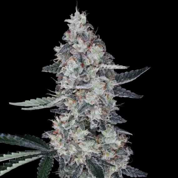 WATERMELON MAN AUTO DNA GENETICS