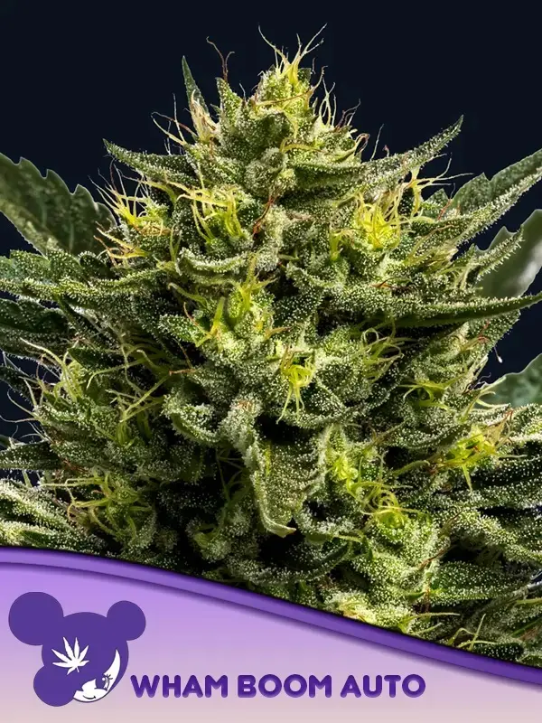 WHAM BOOM AUTO ANESIA SEEDS