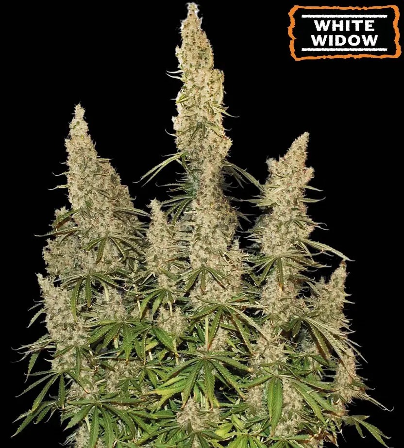 WHITE WIDOW AUTO SEEDSTOCKERS