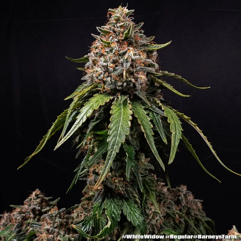 WHITE WIDOW BARNEY'S FARM REG