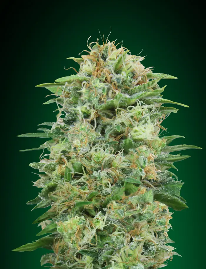 WHITE WIDOW CBD 00 SEEDS