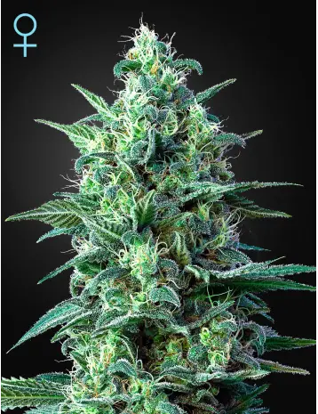 WHITE WIDOW AUTO CBD GREEN HOUSE SEED