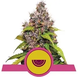 WATERMELON ROYAL QUEEN SEEDS FEM