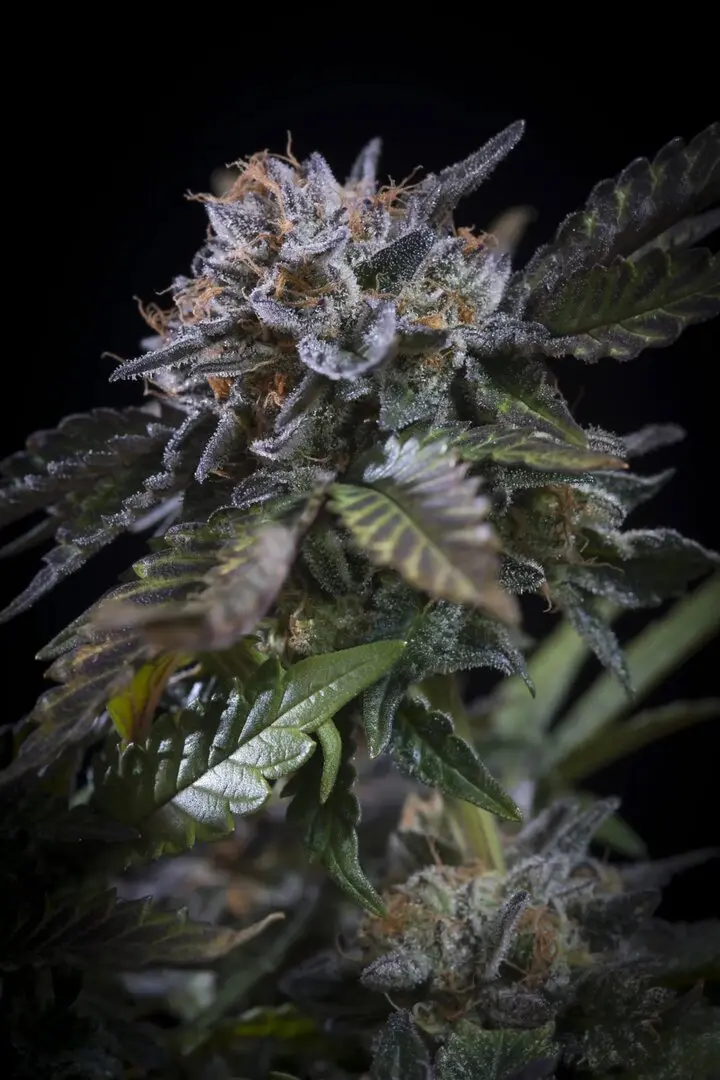 WHITE NOISE PARADISE SEEDS FEM