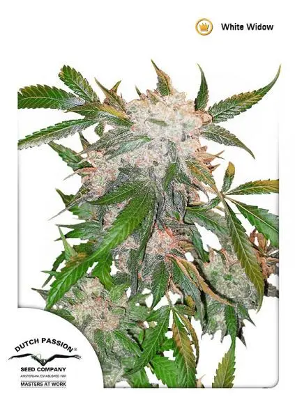 WHITE WIDOW DUTCH PASSION REG