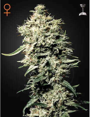 WHITE RHINO GREEN HOUSE SEED FEM