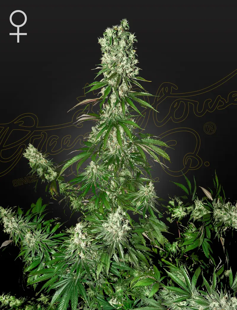 WHITE STRAWBERRY SKUNK GREEN HOUSE SEED FEM