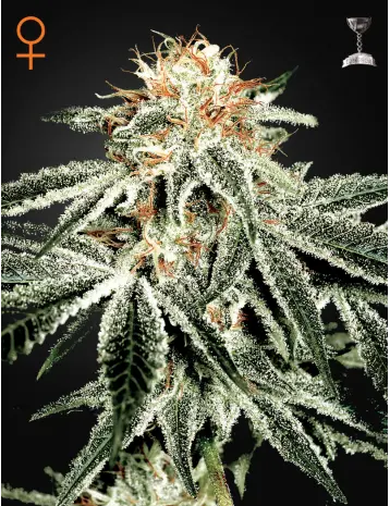 WHITE WIDOW GREEN HOUSE SEED FEM