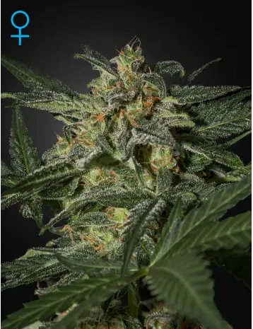 WHITE WIDOW AUTO GREEN HOUSE SEED