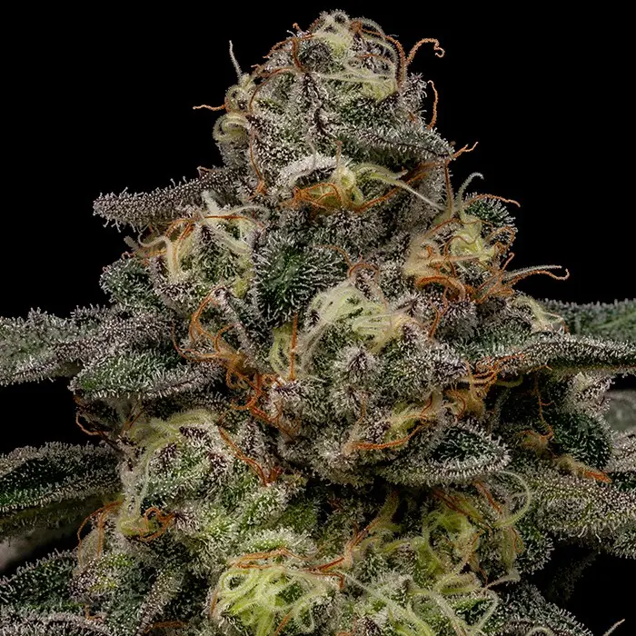 ZOMBIE BRIDE FEM RIPPER SEEDS