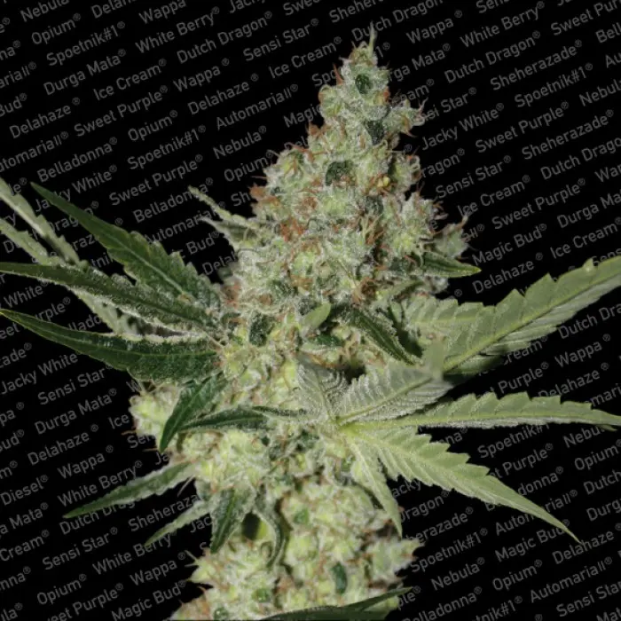 ACID PARADISE SEEDS FEM