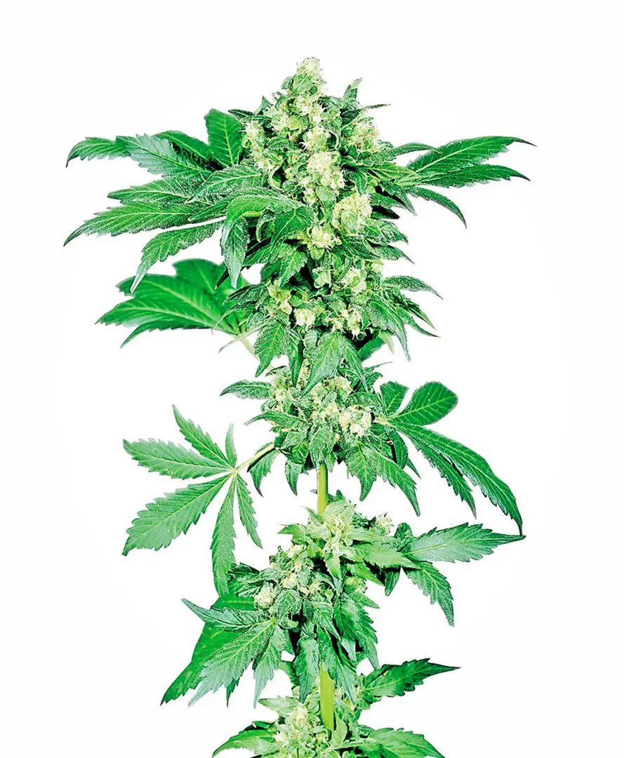 AFGHANI #1® SENSI SEEDS REG