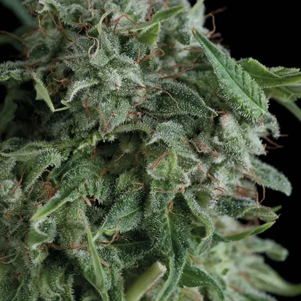 AK 74 TRIKOMA SEEDS FEM