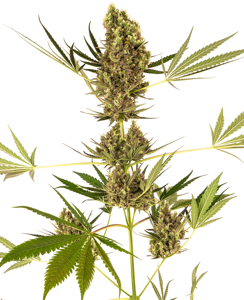 ALPINE DELIGHT CBD AUTOMATIC SENSI SEEDS