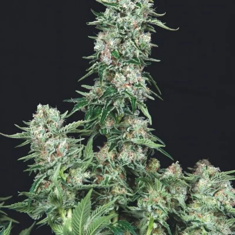 AMERICAN COOKIES TRIKOMA SEEDS USA STRAINS FEM