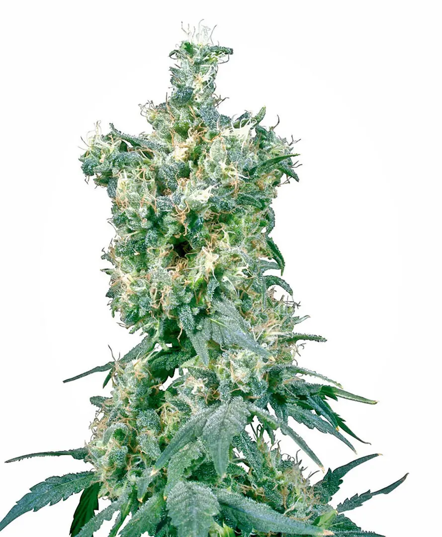 AMERICAN DREAM® SENSI SEEDS REG