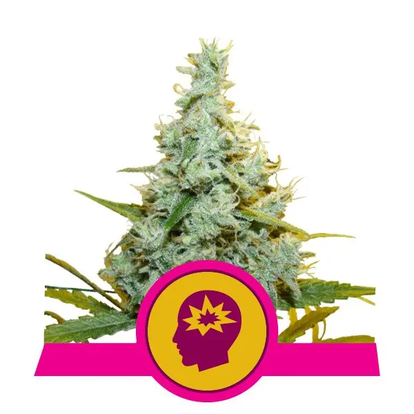 AMG - AMNESIA MAC GANJA  ROYAL QUEEN SEEDS FEM