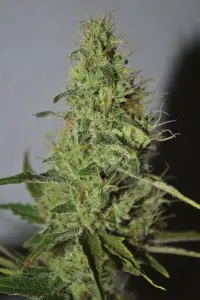 AMNESIA SEEDSALAD FEM