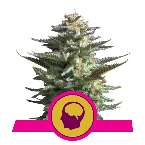 AMNESIA HAZE ROYAL QUEEN SEEDS FEM