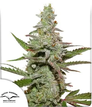 AMSTERDAM AMNESIA® DUTCH PASSION FEM