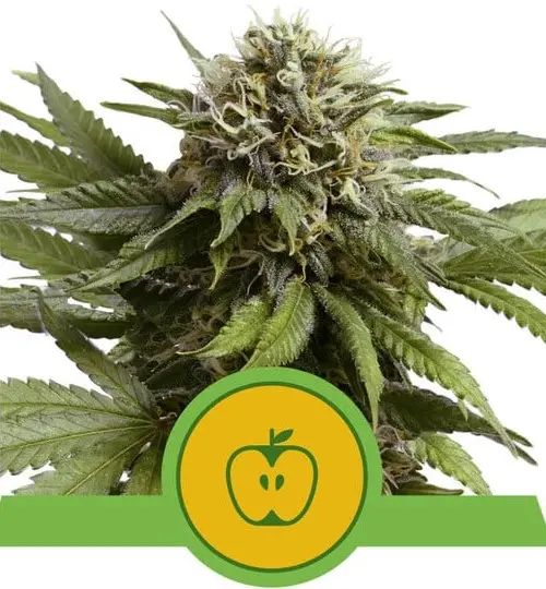 APPLE FRITTER AUTOMATIC ROYAL QUEEN SEEDS