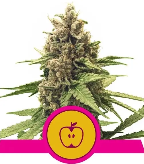 APPLE FRITTER ROYAL QUEEN SEEDS FEM