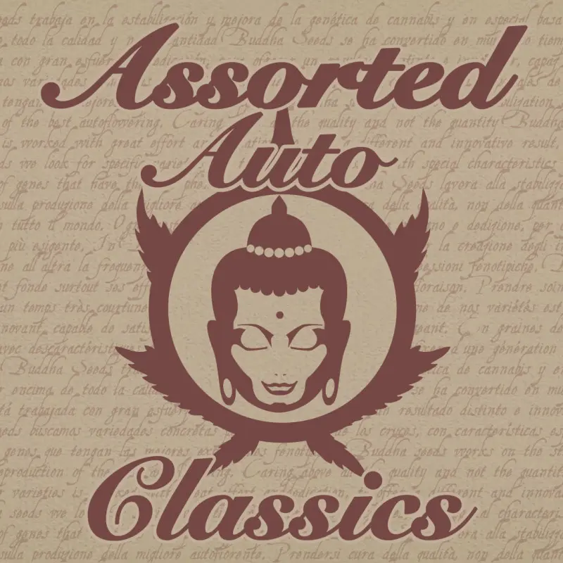 ASSORTED AUTO CLASSICS BUDDHA SEEDS