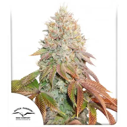 AUTO BANANA BLAZE® DUTCH PASSION