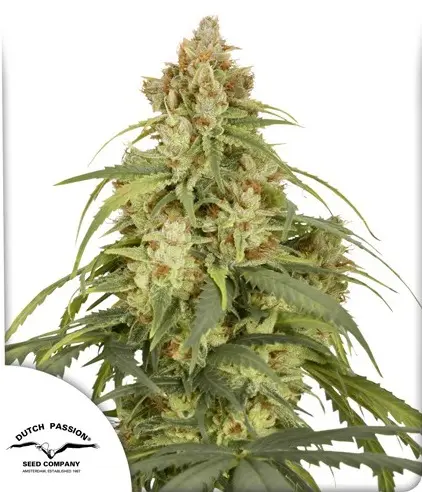 AUTO CBD-VICTORY® DUTCH PASSION