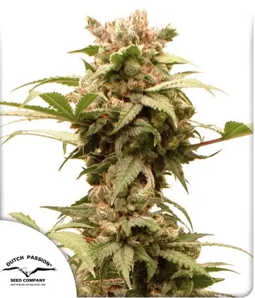 AUTO CBG-FORCE® DUTCH PASSION