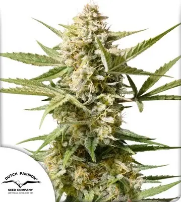 AUTO CINDERELLA JACK® DUTCH PASSION