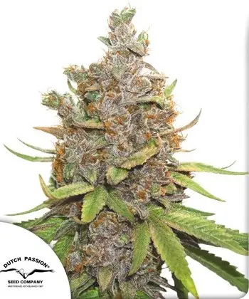 AUTO GLUEBERRY O.G.® DUTCH PASSION