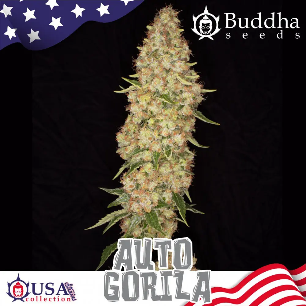 AUTO GORILA USA COLLECTION STRAINS BUDDHA SEEDS