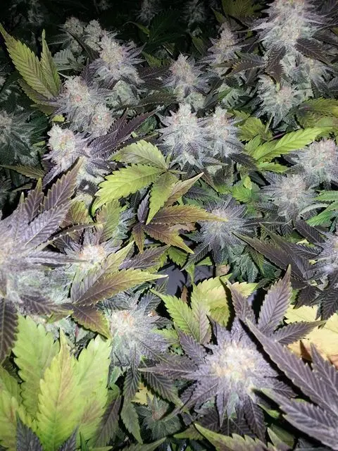 AUTO JAMAICAN BLUE MONTAIN GURU PLANT GENETIK