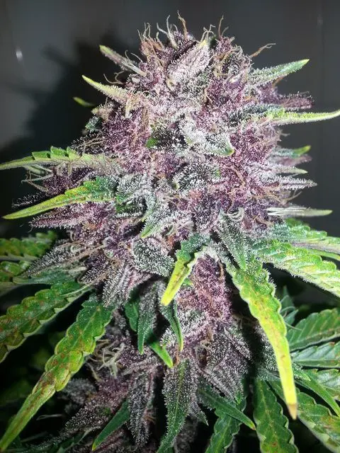 AUTO MANDARINE PURPLE KUSH GURU PLANT GENETIK